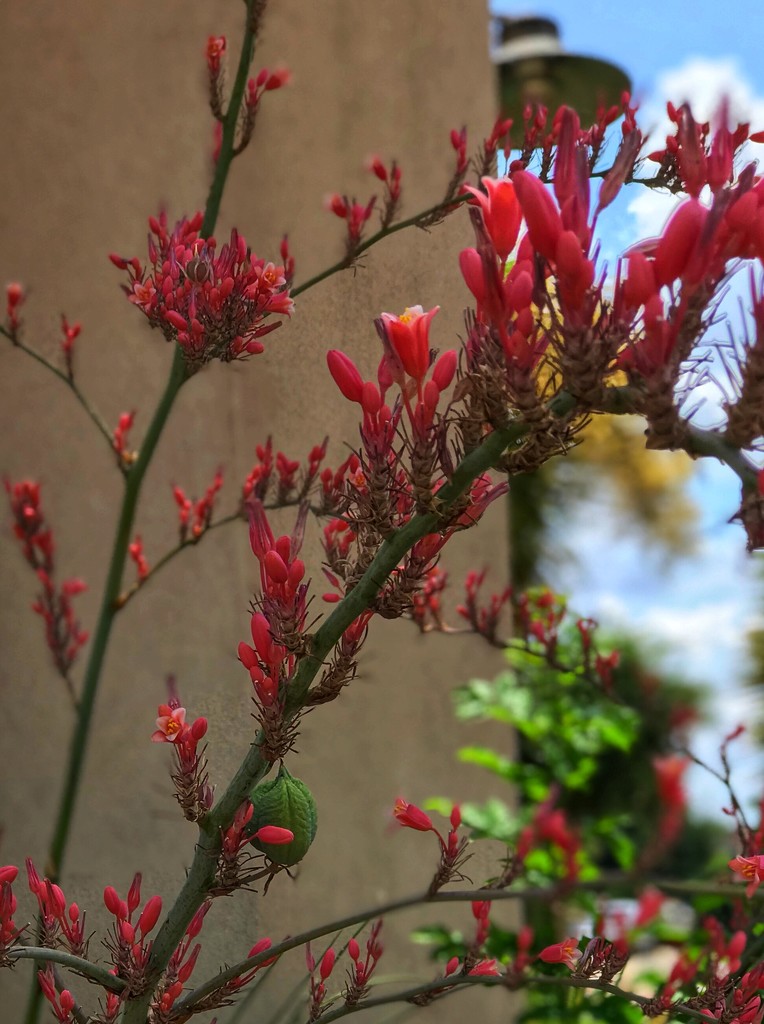 Fresca’s Red Yucca by louannwarren