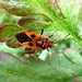 Cinnamon bug - Corizus hyoscyami by julienne1