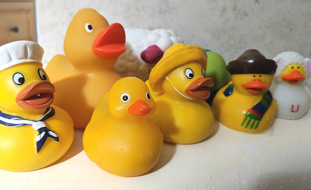 Duck Choir by gq