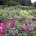 Rose Gardens by cmp