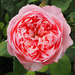 Pink rose by josiegilbert