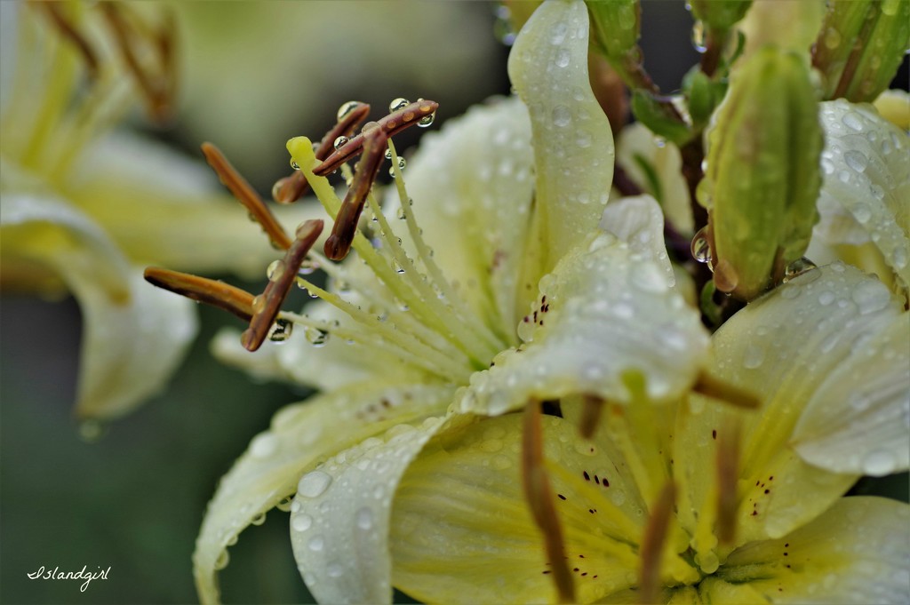 Asiatic Lilies after the Rain by radiogirl