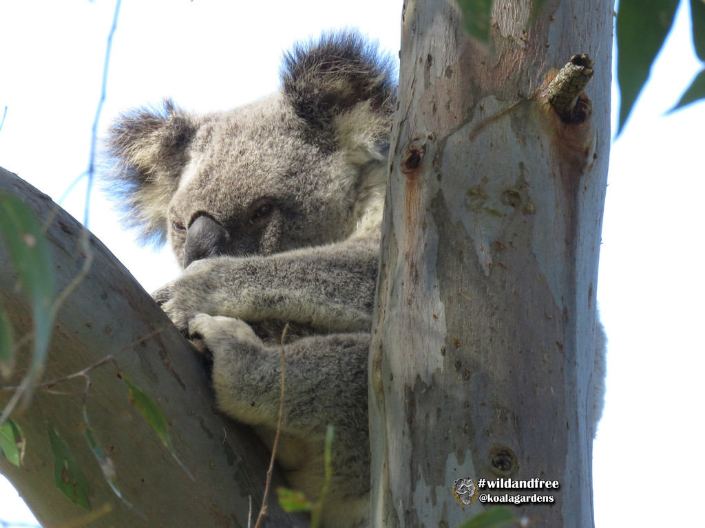 shhhhhh don't you wake my joey by koalagardens