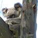 shhhhhh don't you wake my joey by koalagardens