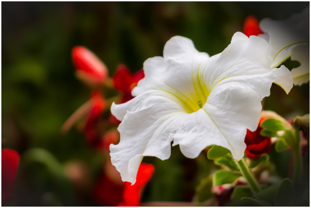 shooting in my daughter's garden by jernst1779