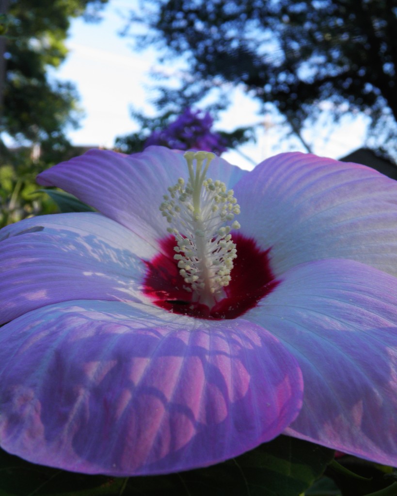 July 22: Hibiscus in the morning sunlight by daisymiller