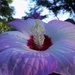 July 22: Hibiscus in the morning sunlight by daisymiller