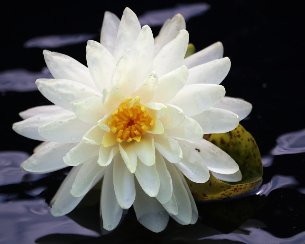 July 23 - Water Lily by daisymiller