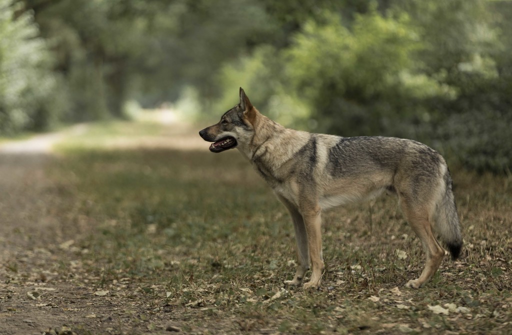 Czechoslovakian Wolf dog by shepherdmanswife