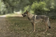 23rd Jul 2018 - Czechoslovakian Wolf dog