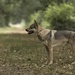 Czechoslovakian Wolf dog by shepherdmanswife