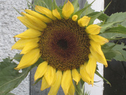 18th Jul 2018 - Sunflower 