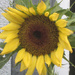 Sunflower  by bjywamer