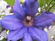 16th Jul 2018 - Clematis Blossom