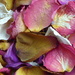 Medley of petals by gaf005
