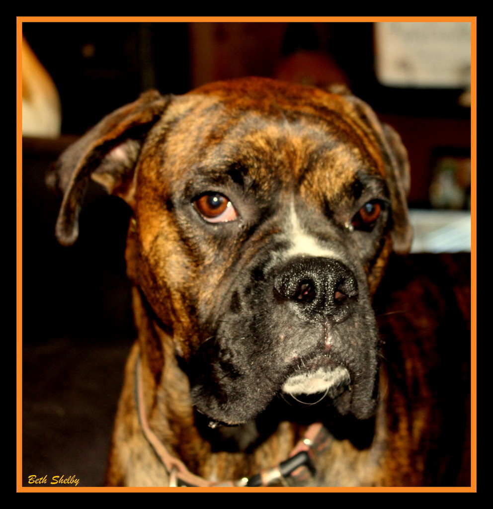 My Daughter's Boxer by vernabeth