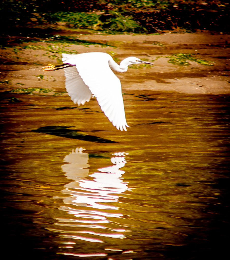 Egrets by swillinbillyflynn