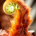 Tree fern by swillinbillyflynn