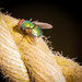 bug on a rope by swillinbillyflynn