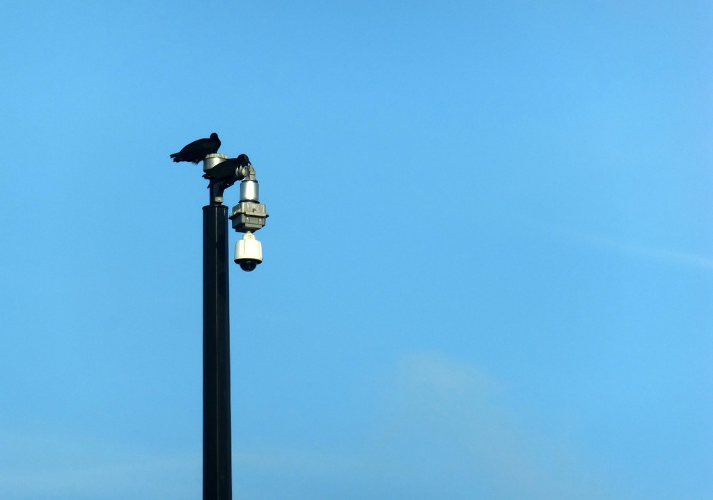 Same Pole, Different Birds by linnypinny