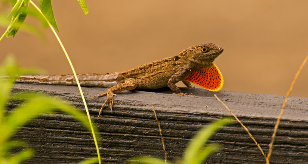 Just Sitting Here While I Shed My Tail Skin! by rickster549