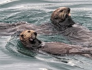 23rd Jul 2018 - 23-07 sea otters
