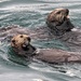 23-07 sea otters by tstb13