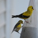 The Finches Finally Found the Feeder by genealogygenie