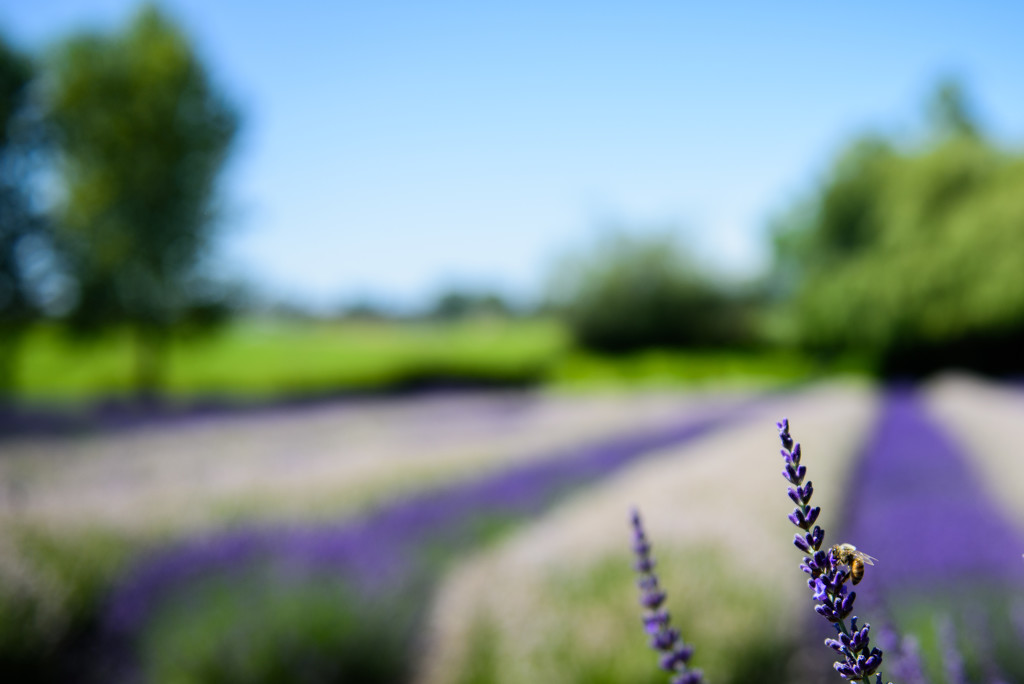 Lavender Field by kwind