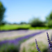 Lavender Field by kwind
