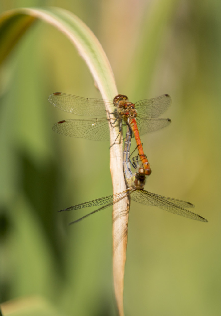 busy dragonflies! by shepherdmanswife