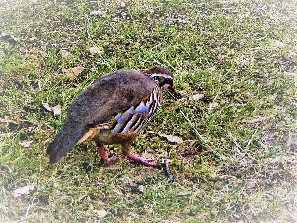Red-legged-Partridge (2) by beryl