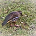 Red-legged-Partridge (2) by beryl