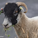 Ram from North Yorkshire. by lumpiniman