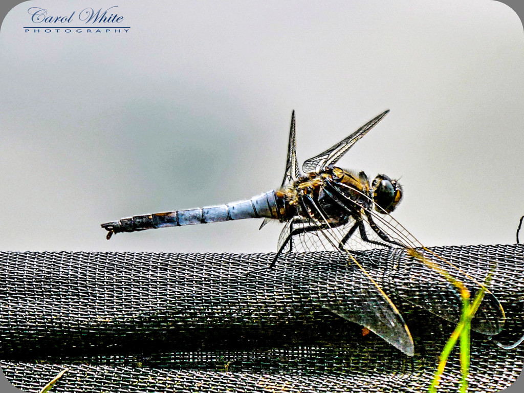 Black-Tailed Skimmer Dragonfly by carolmw