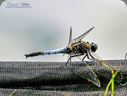24th Jul 2018 - Black-Tailed Skimmer Dragonfly