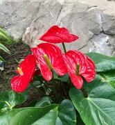 23rd Jul 2018 - Red Flowers