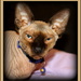 Portrait of a Sphynx Cat by vernabeth