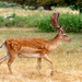 Deer Panning.. by rjb71