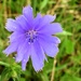 Purple flower by homeschoolmom