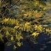 Golden Wattle Over The Lake ~ by happysnaps