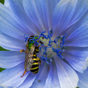 24th Jul 2018 - chicory with bee