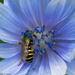chicory with bee by rminer