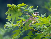 24th Jul 2018 - meadowlark in leaves