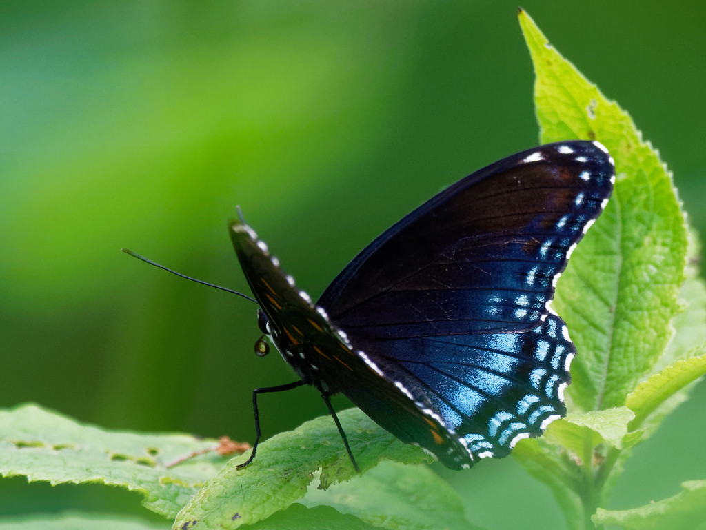 red spotted purple admiral landscape by rminer