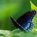 red spotted purple admiral landscape by rminer
