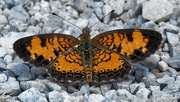 24th Jul 2018 - pearl crescent butterfly