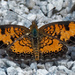 pearl crescent butterfly by rminer