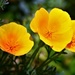 California Poppies... by carole_sandford