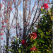 Winter Garden X - Camellia & Cherry by chikadnz